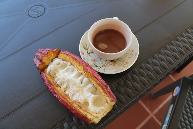 Von der Kakaofrucht zur heissen Schokolade