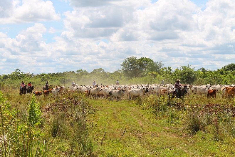 Gauchos Los LLanos