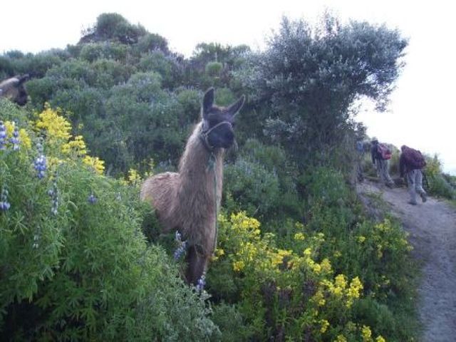 Ecuador Lama Anden
